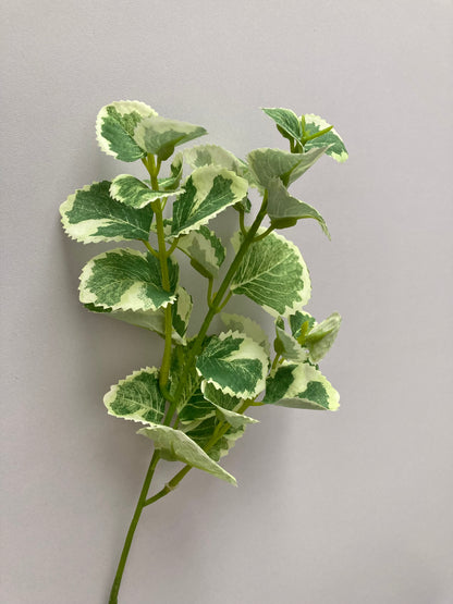 Variegated Patchouli Leaf Spray