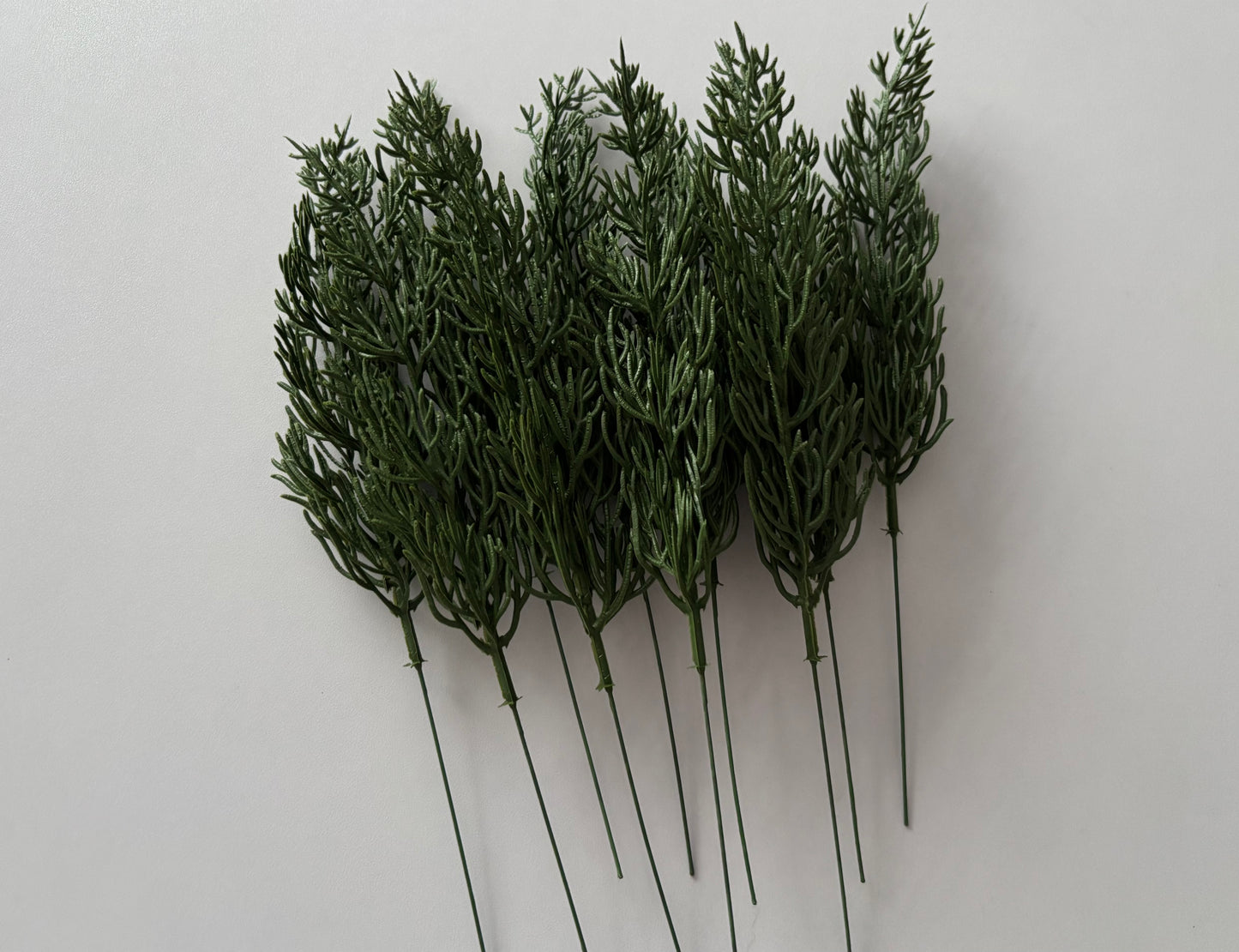 10 Cypress Branch Stems