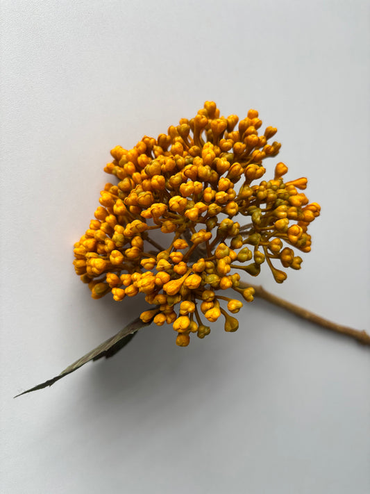 Mustard/Yellow Hydrangea Berry Stem