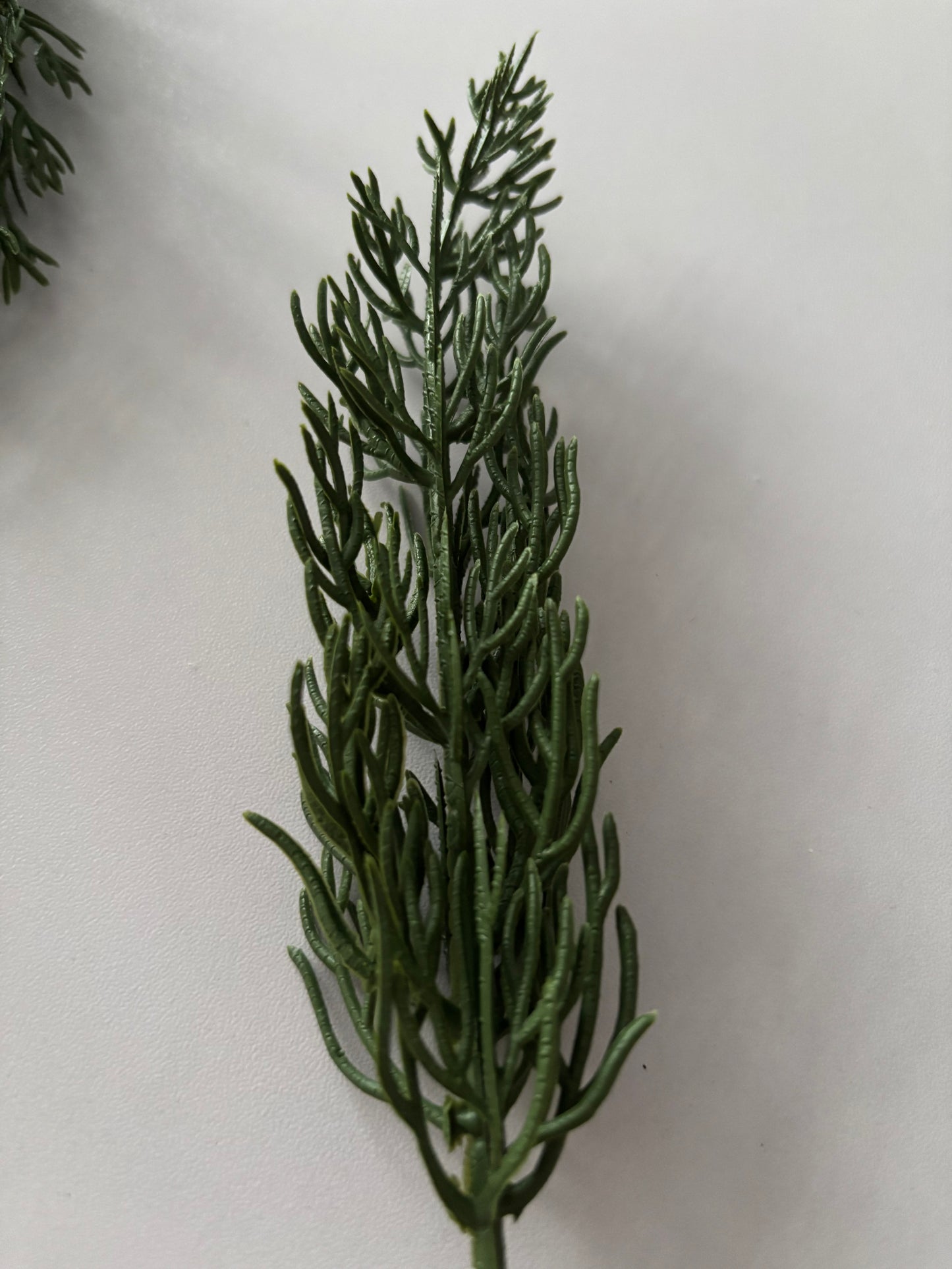 10 Cypress Branch Stems