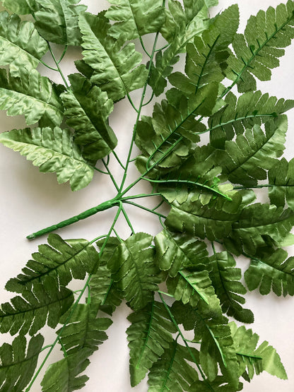 Leather Fern Bush
