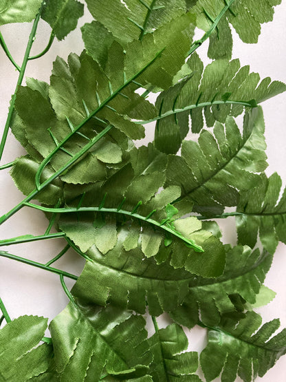 Leather Fern Bush