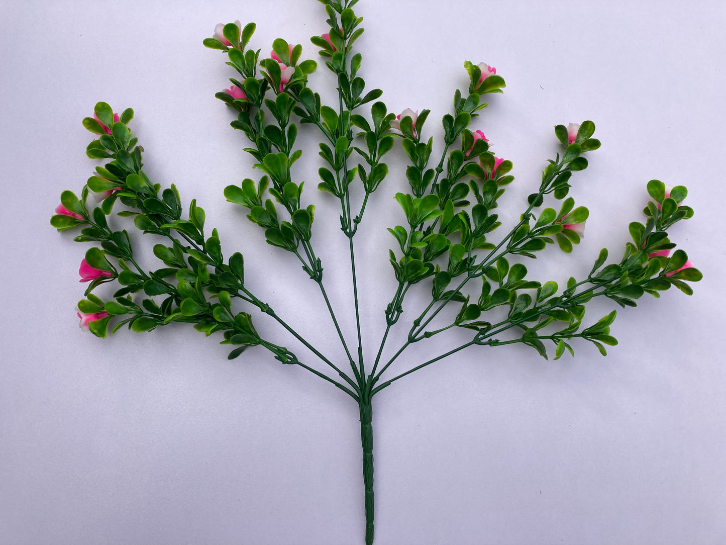 Pink Small Rose Bush