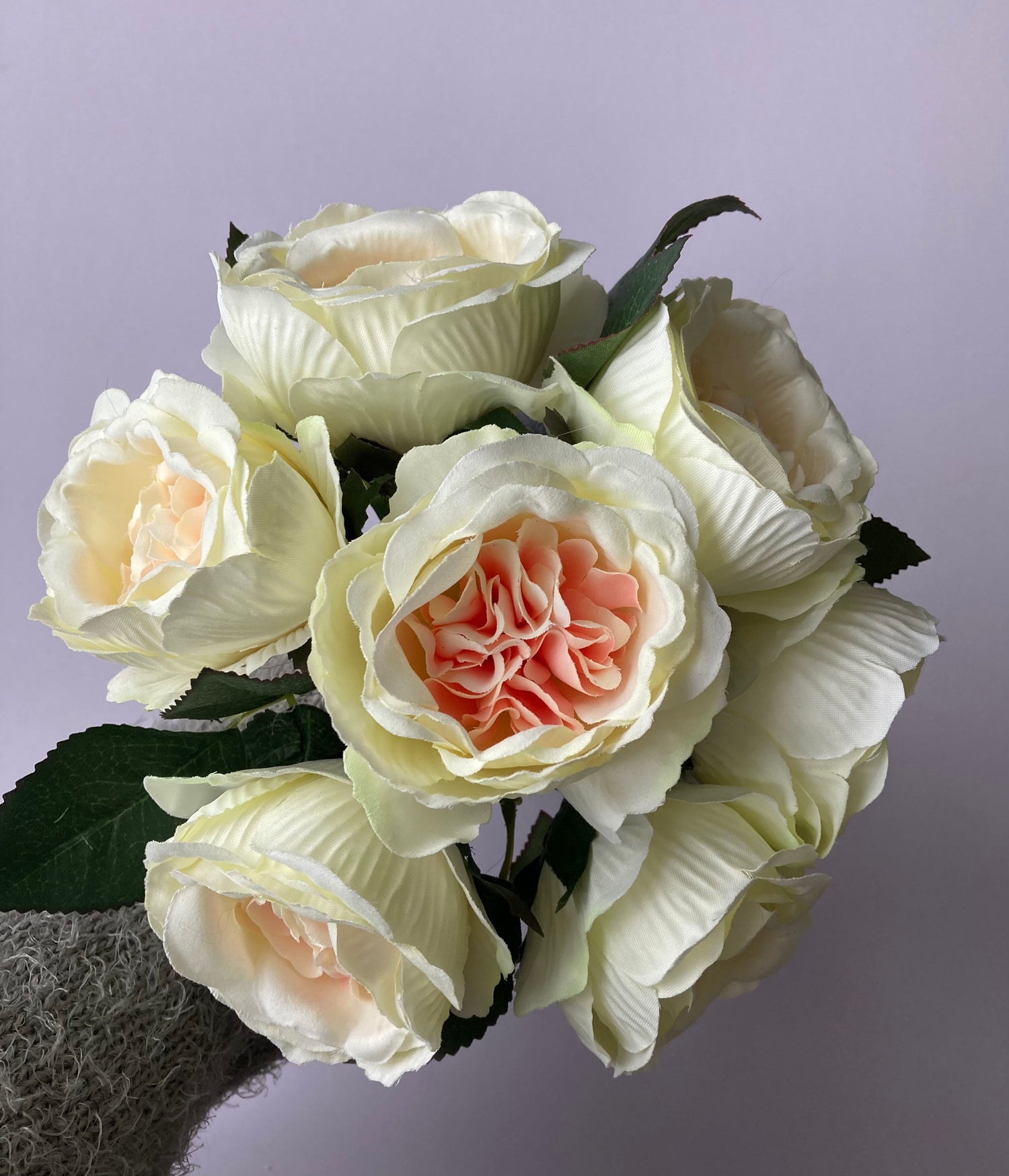 Close up flat lay of artificial cream and pink cabbage roses showing three large two-tone flower heads with white outer petals and soft pink centres on grey background