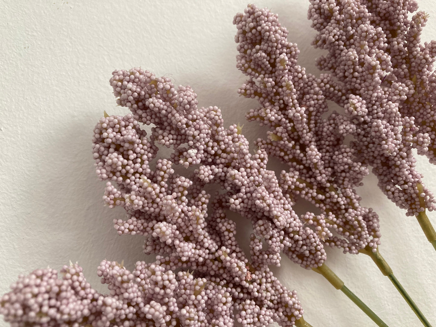Lilac Seeded Astilbe
