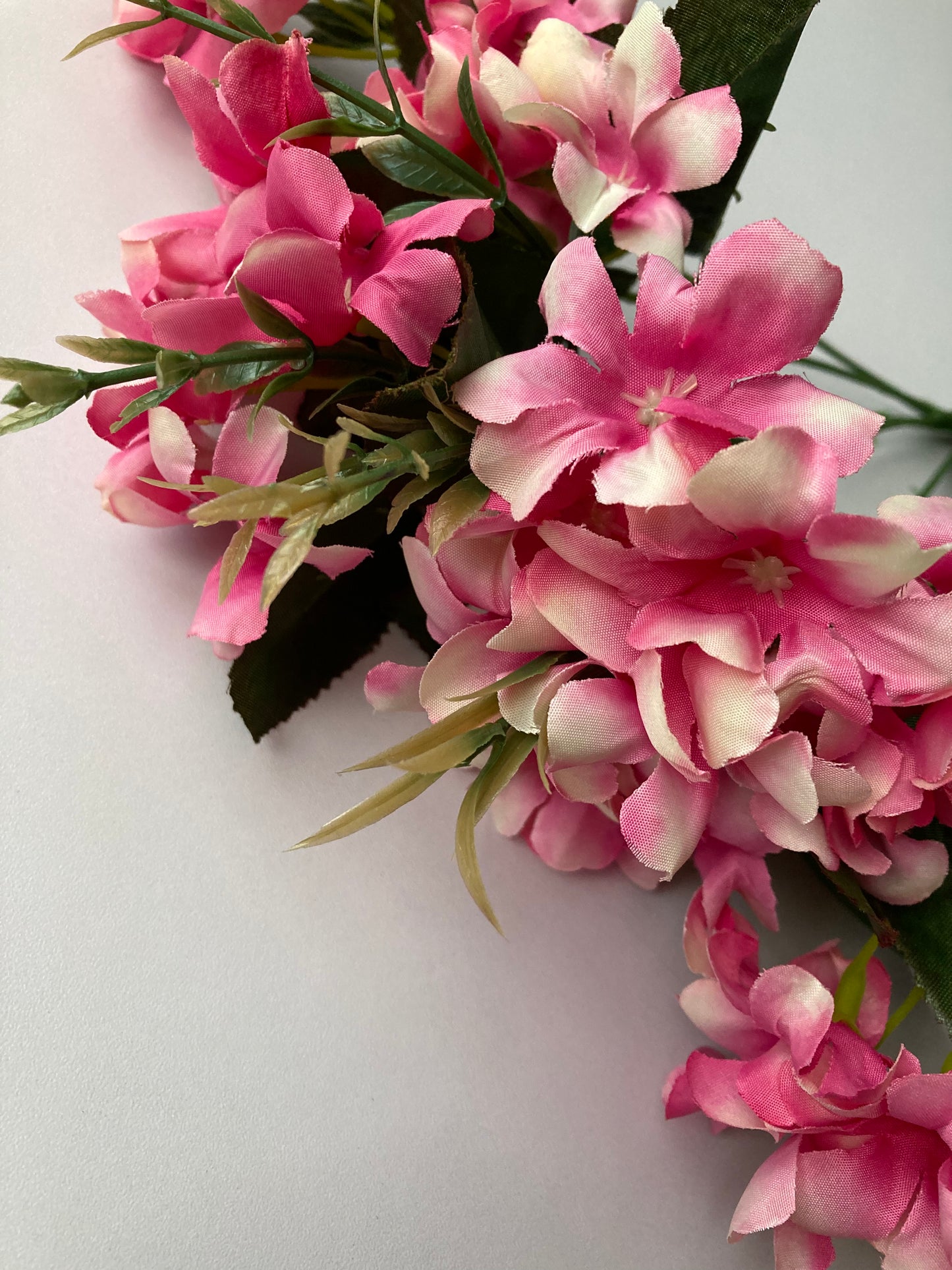 Pink Hyacinth Bush
