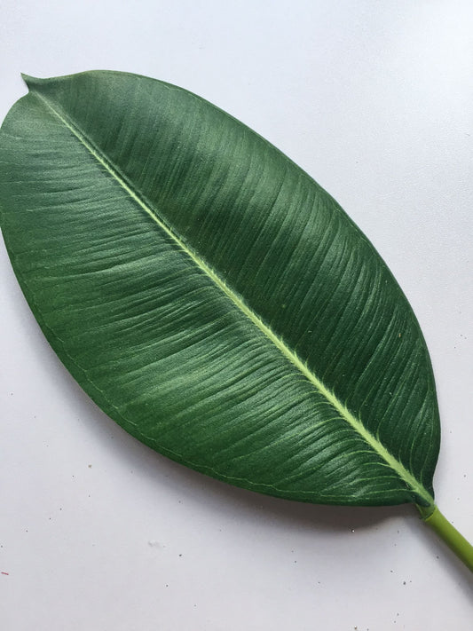 Orchid Leaf