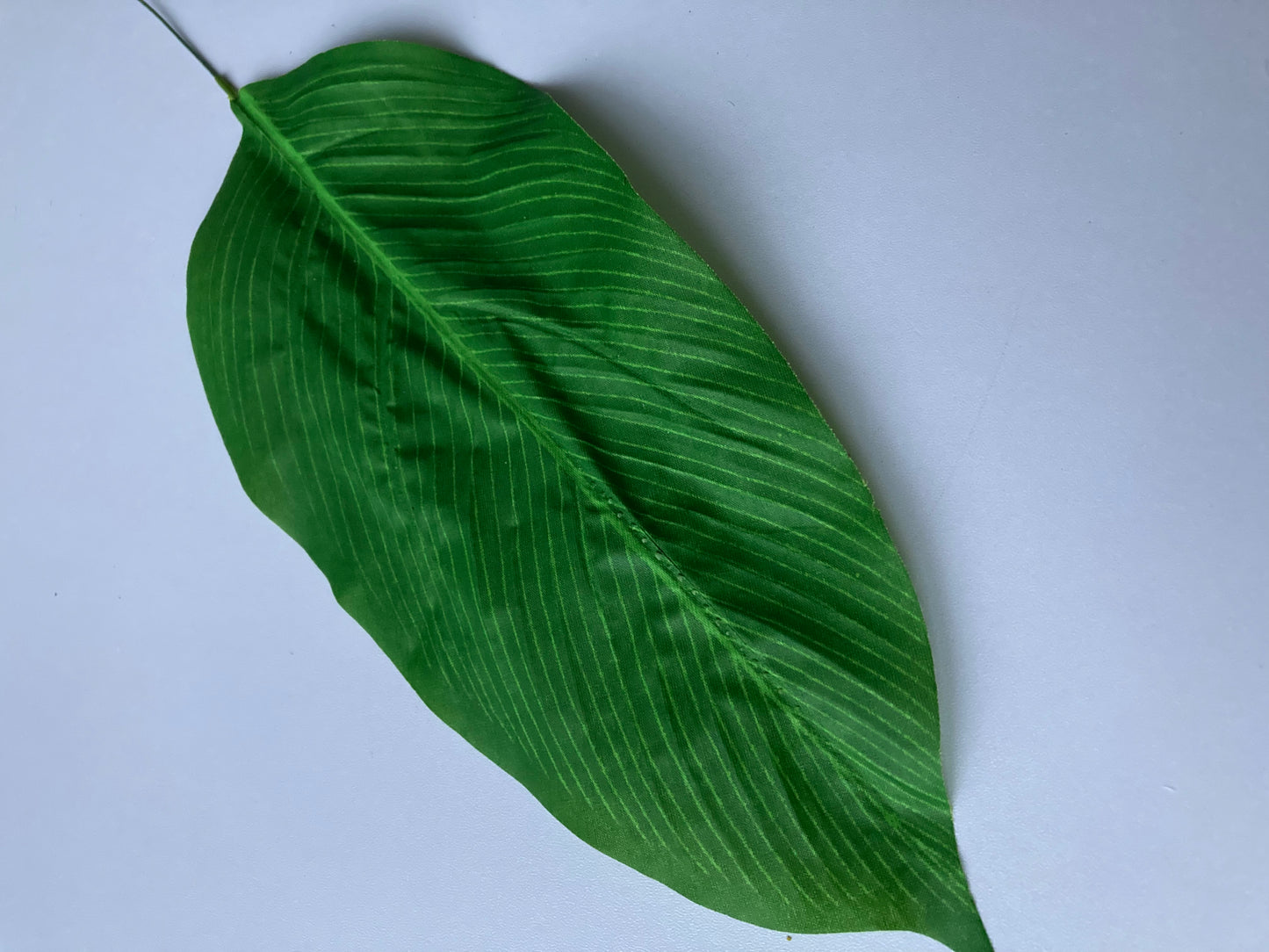 19 Aspidistra Leaves
