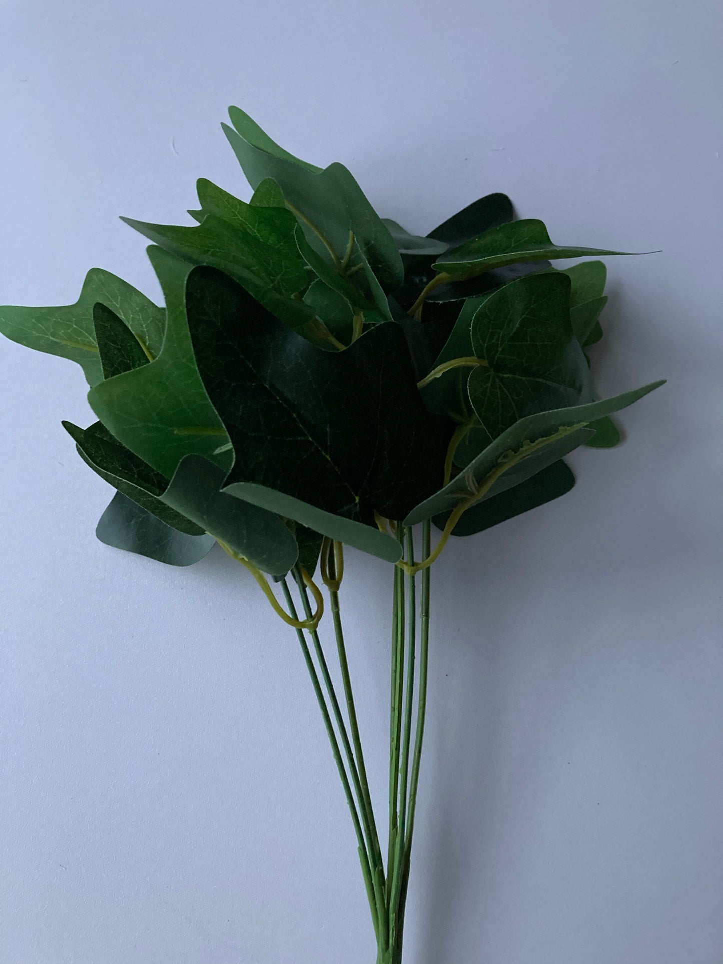 Ivy Bunch