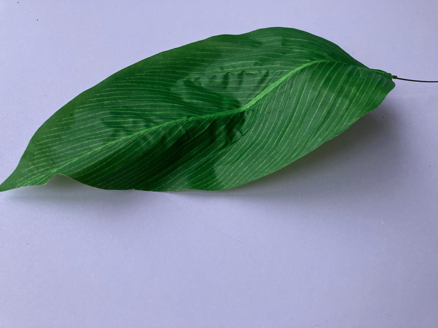 19 Aspidistra Leaves