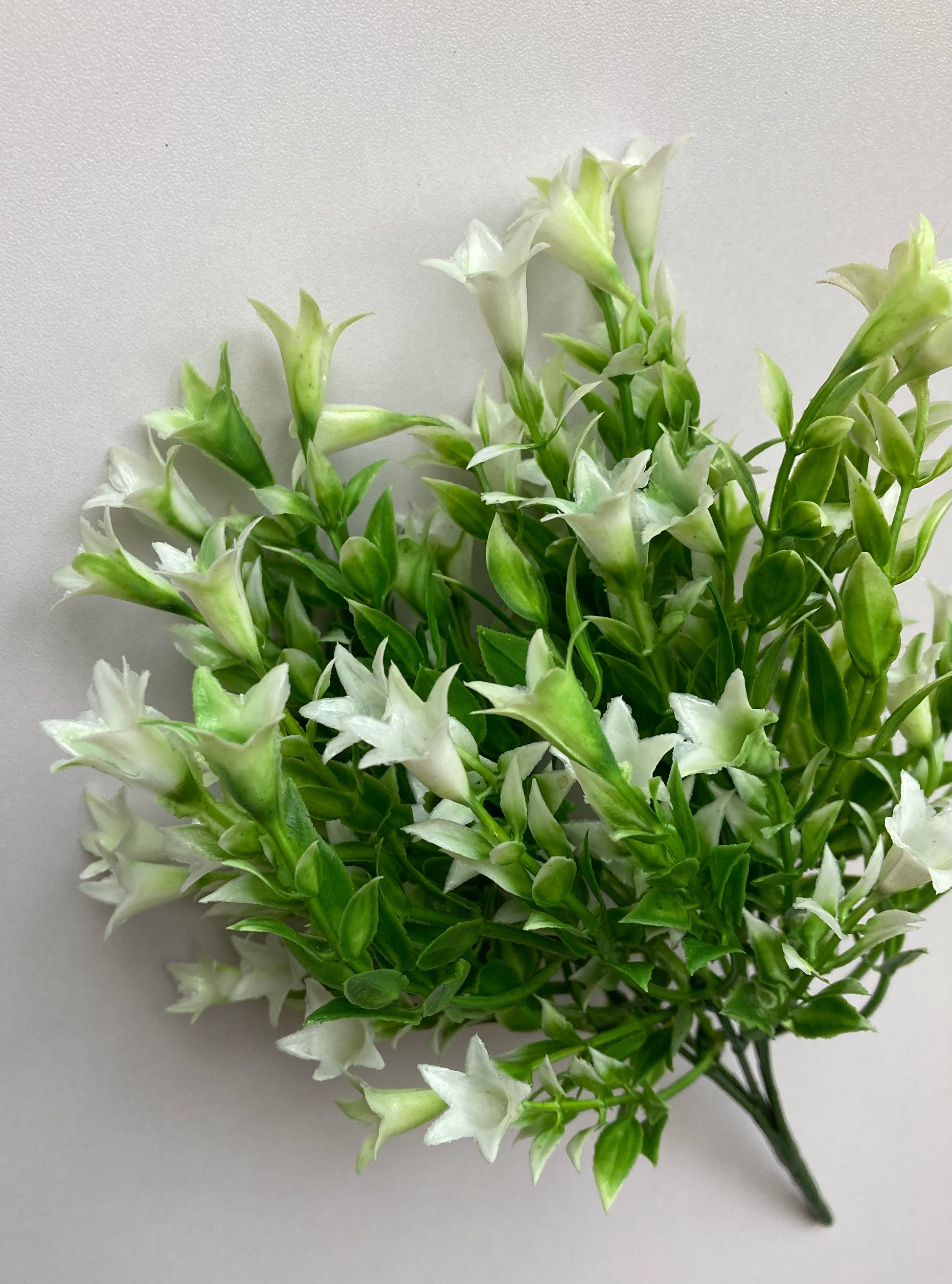 white wild lily White Wild Lily Flower Foliage