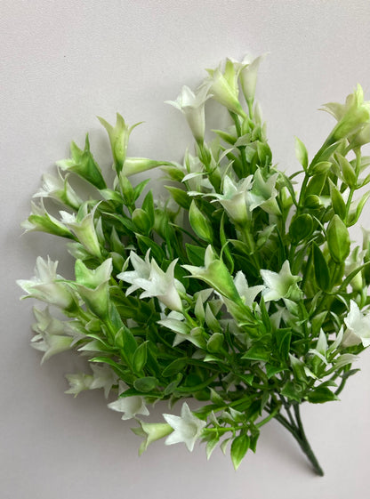 White Wild Lily Flower Foliage