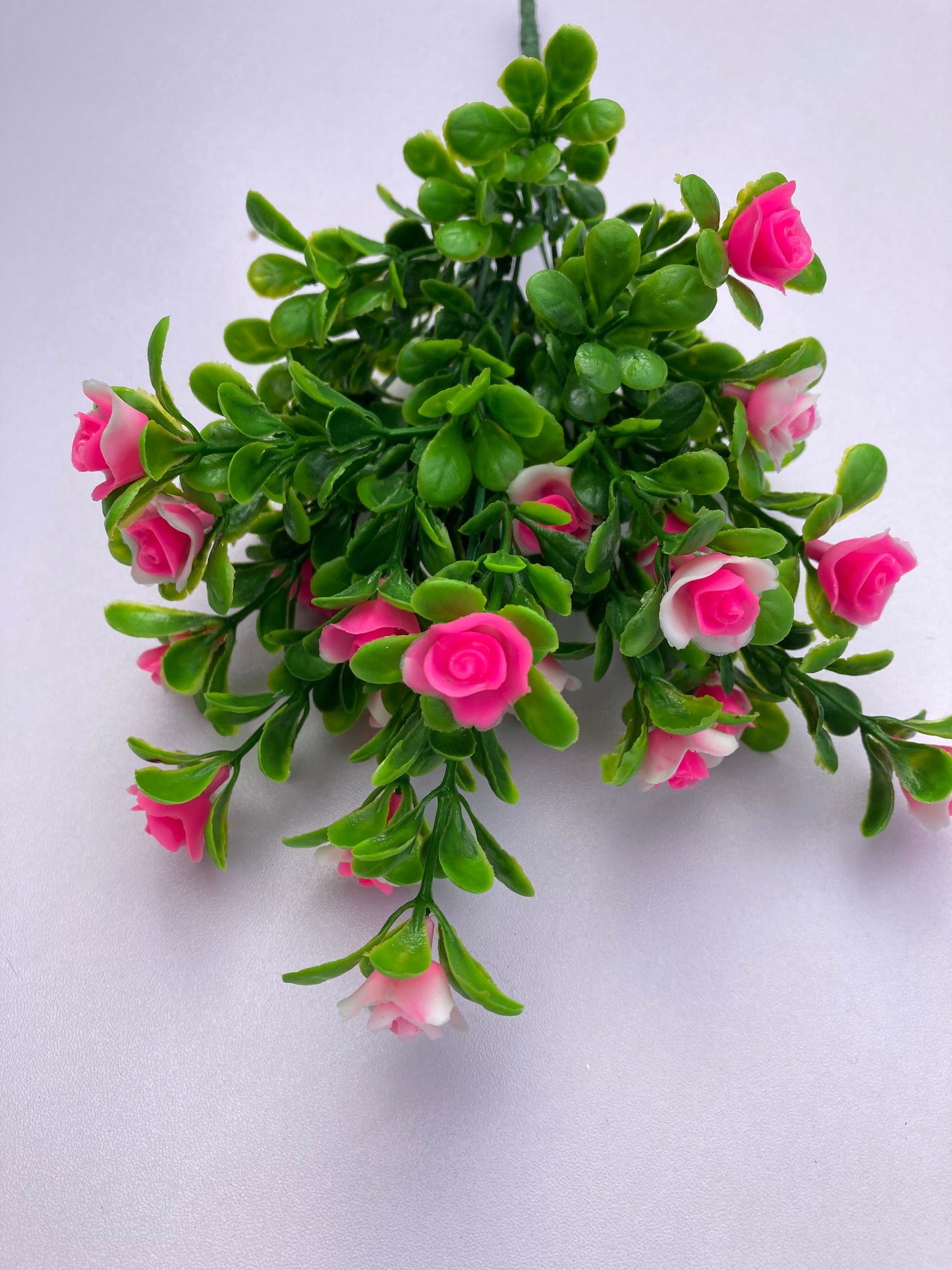 Pink Small Rose Bush