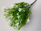 White Wild Lily Flower Foliage