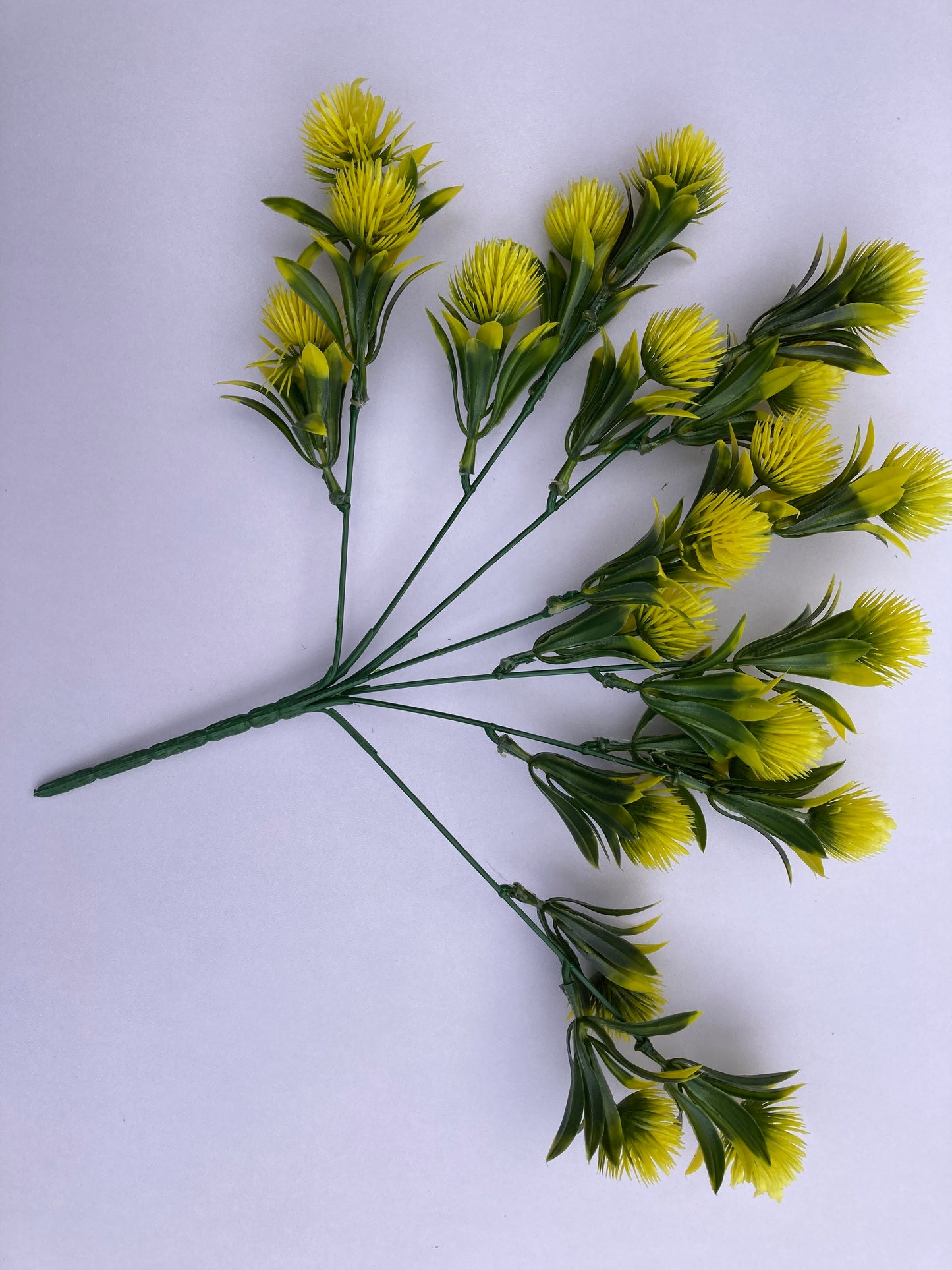 Yellow Thistle Bunch