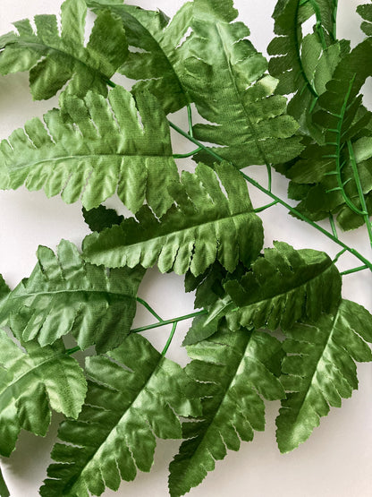 Leather Fern Bush