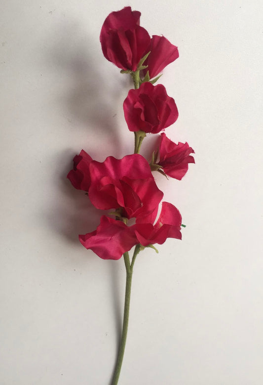 Pink Sweet Pea Stem