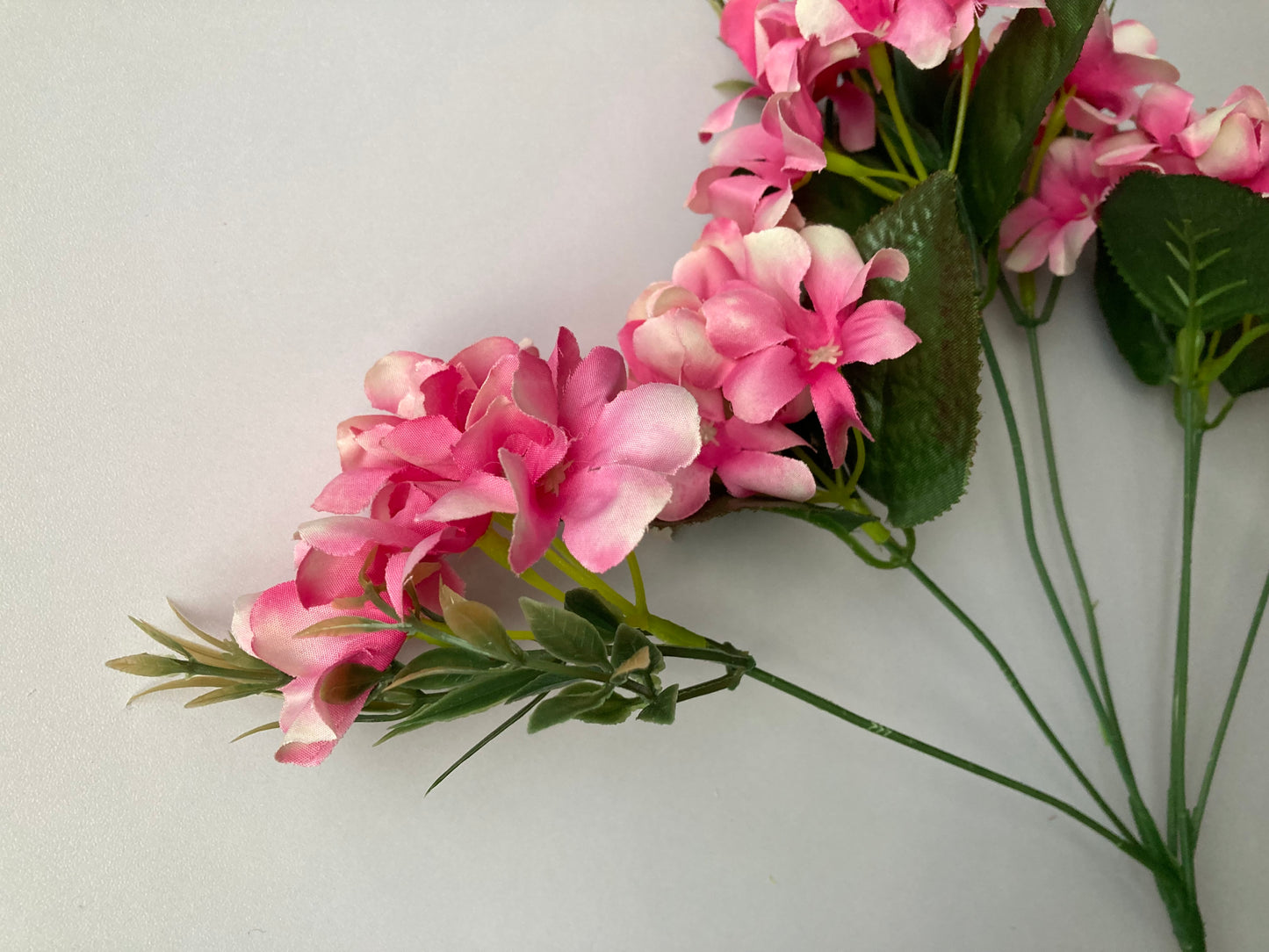 Pink Hyacinth Bush