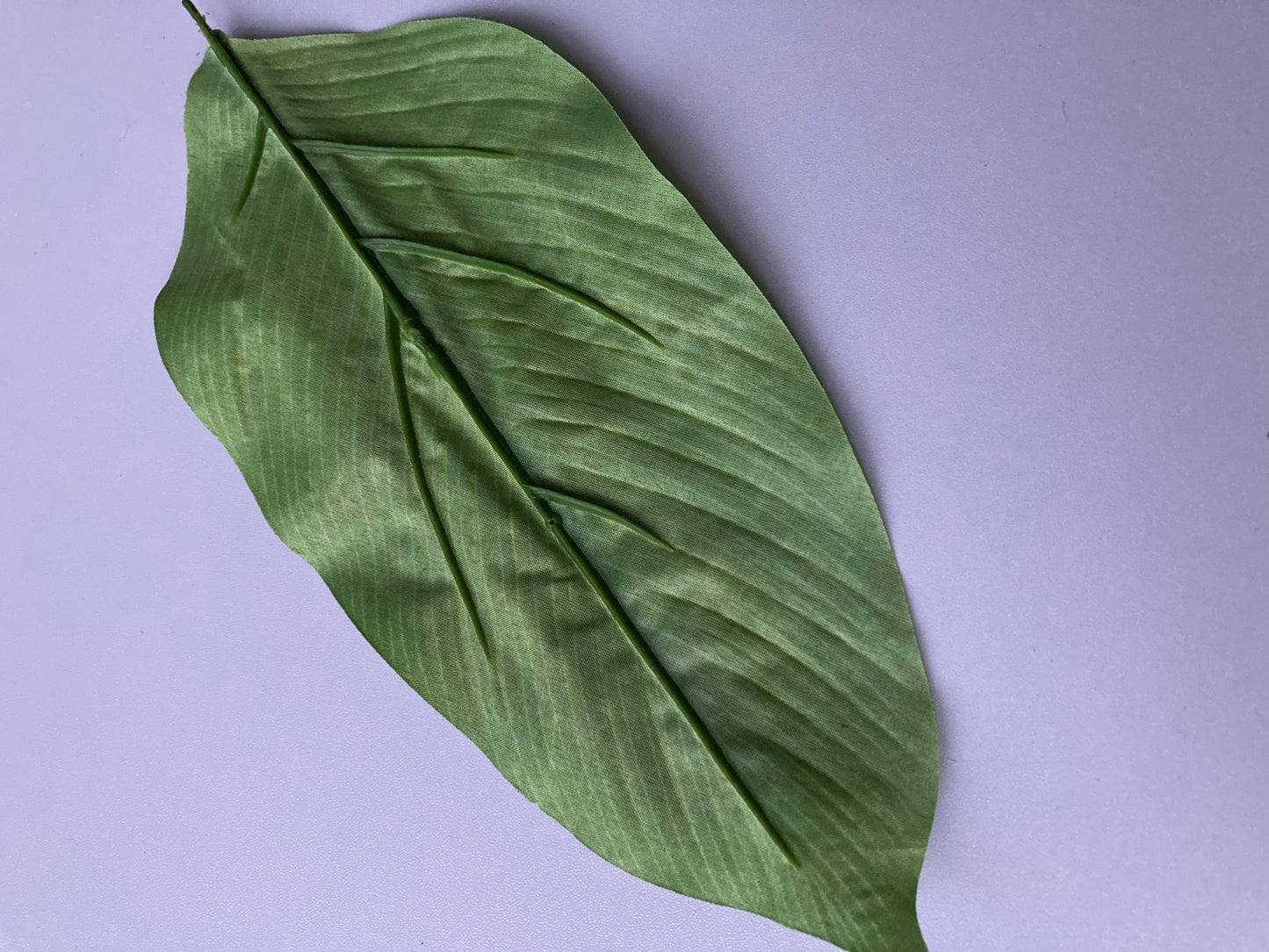 19 Aspidistra Leaves