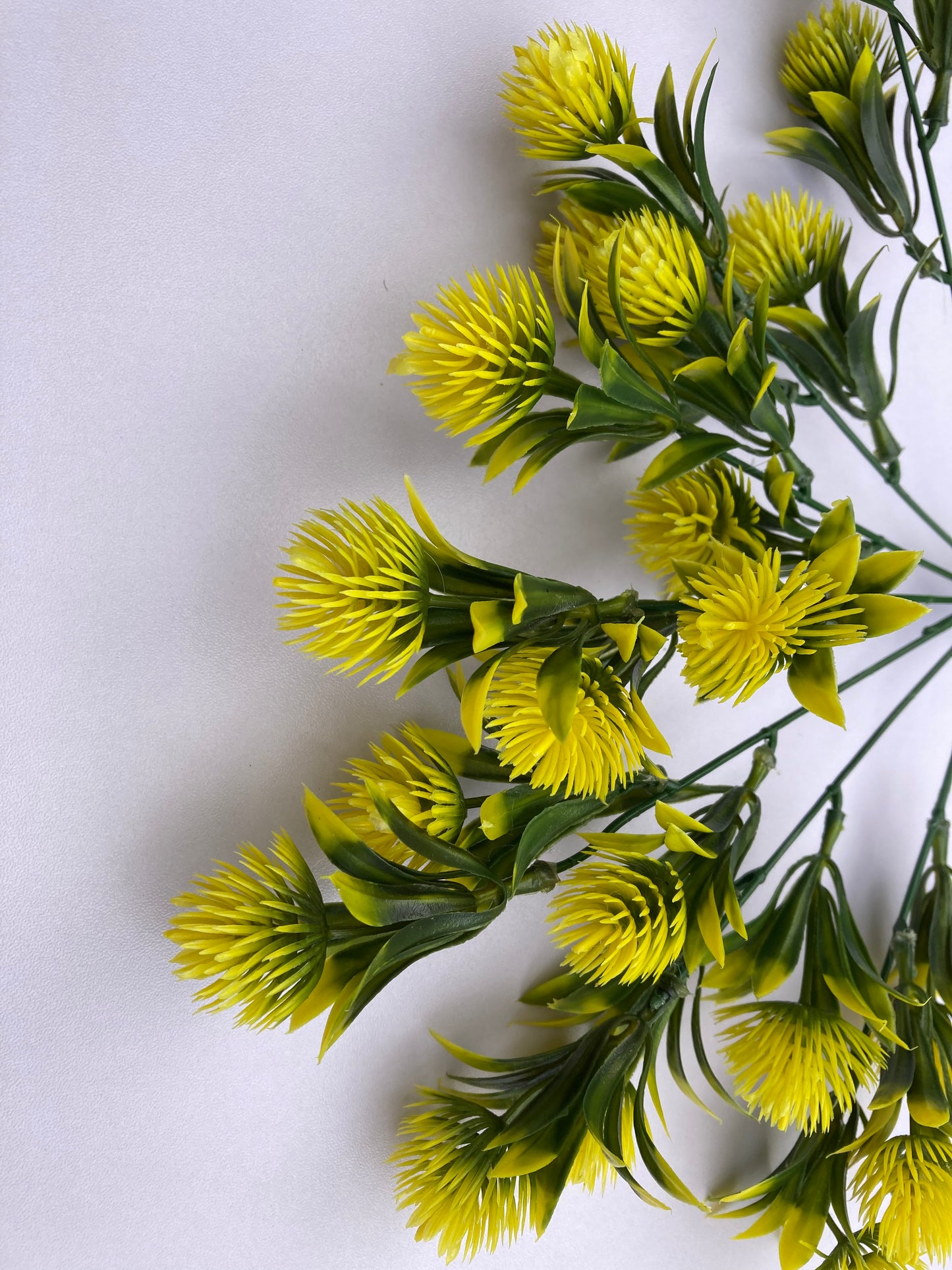Yellow Thistle Bunch