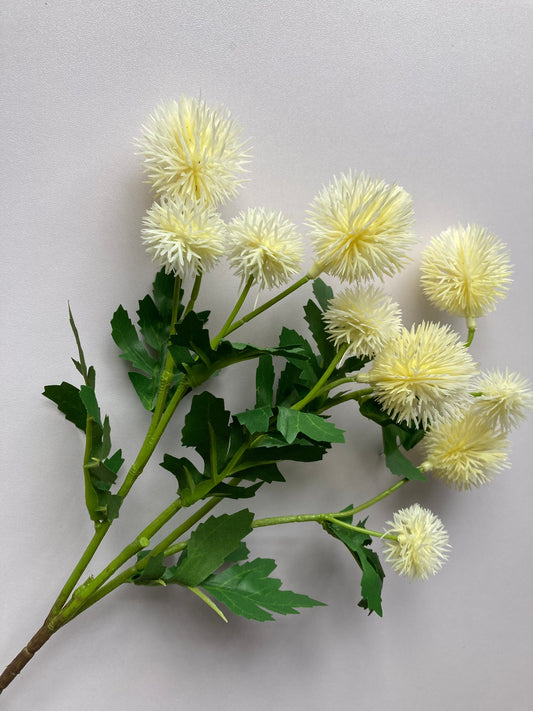 Cream Teasel Spray