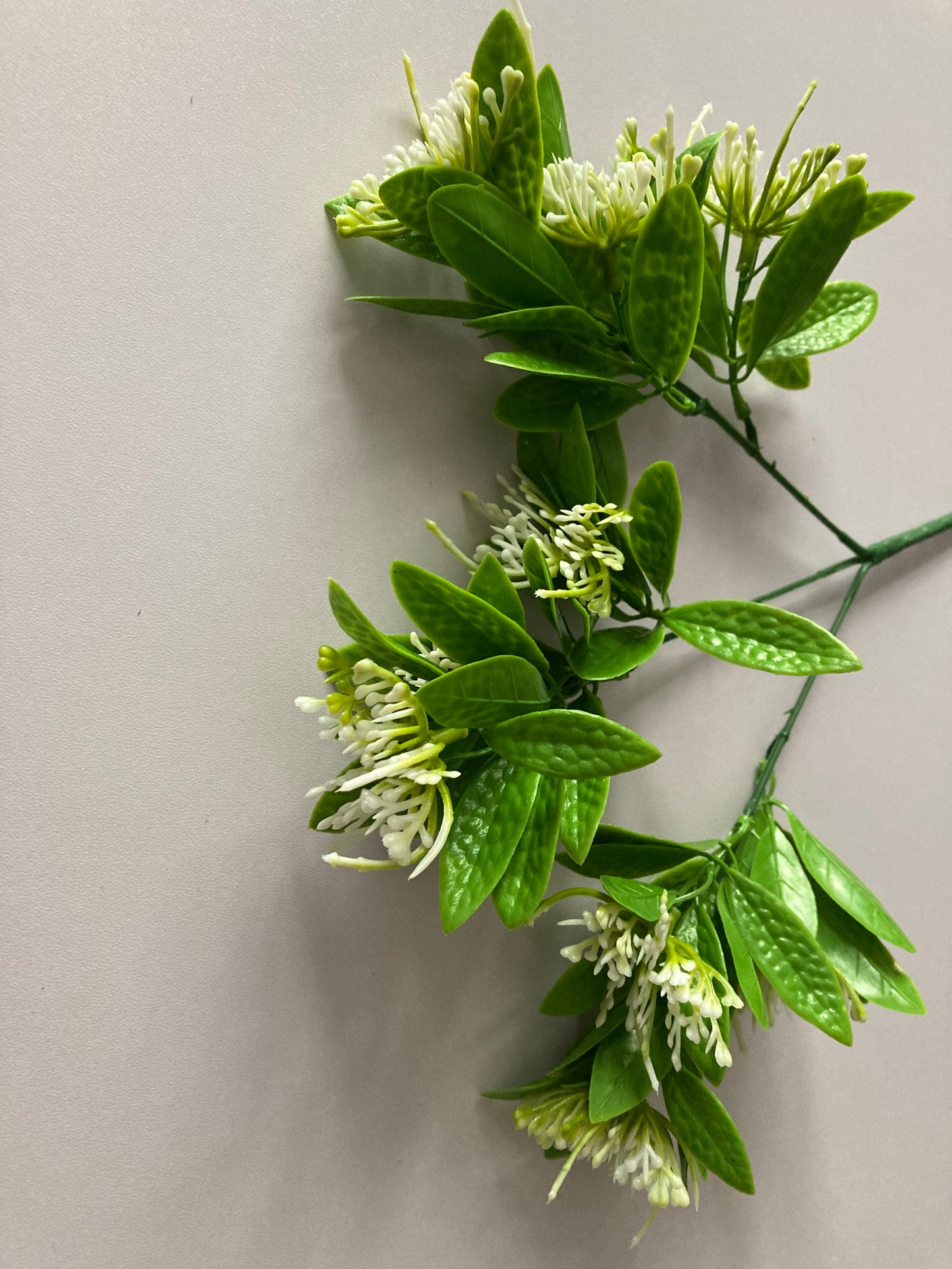 White Flower Foliage