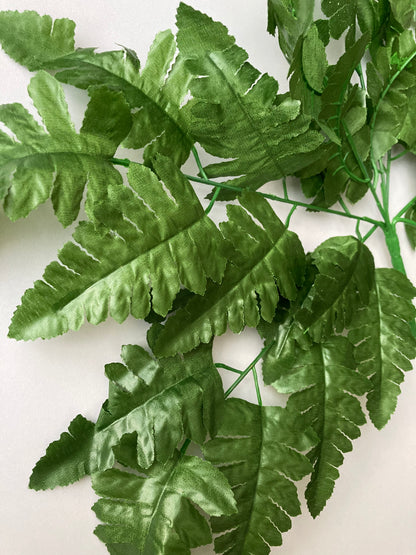 Leather Fern Bush