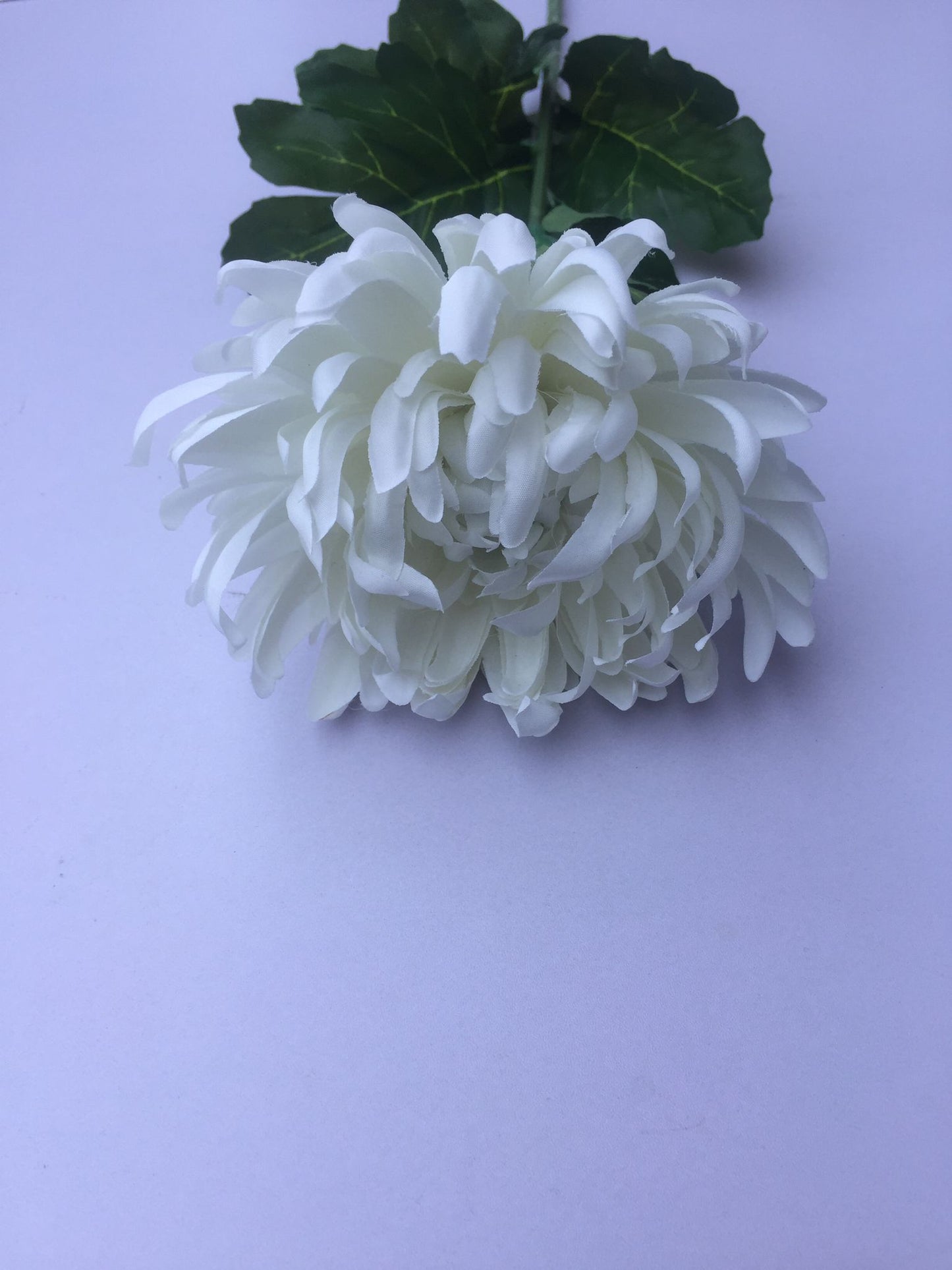 White Chrysanthemum Stem