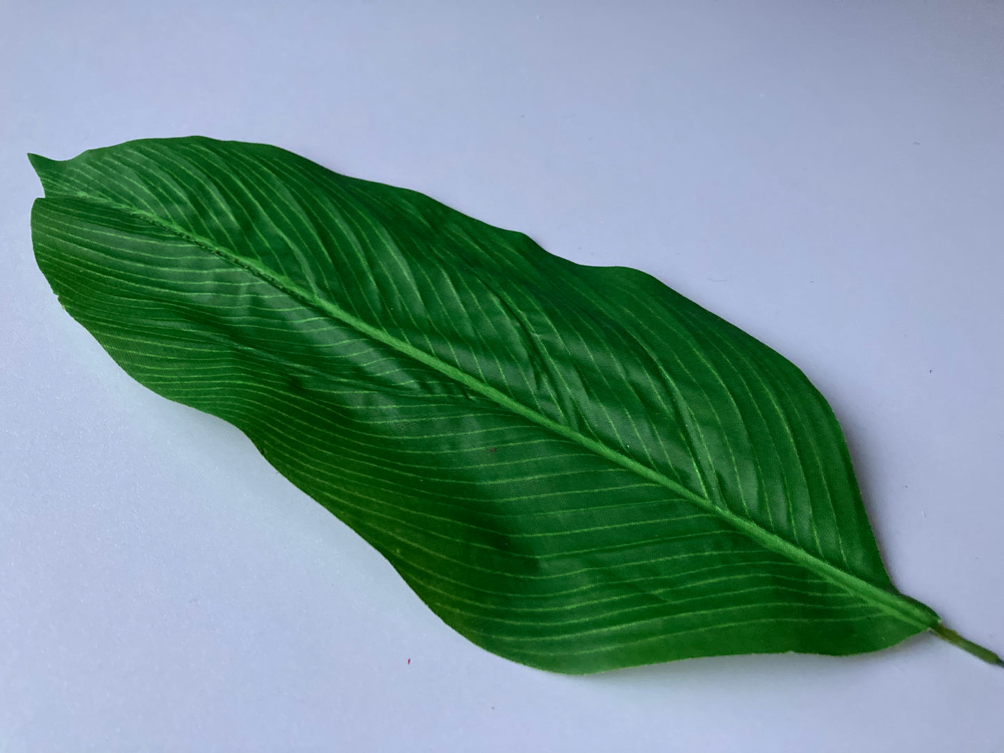 19 Aspidistra Leaves
