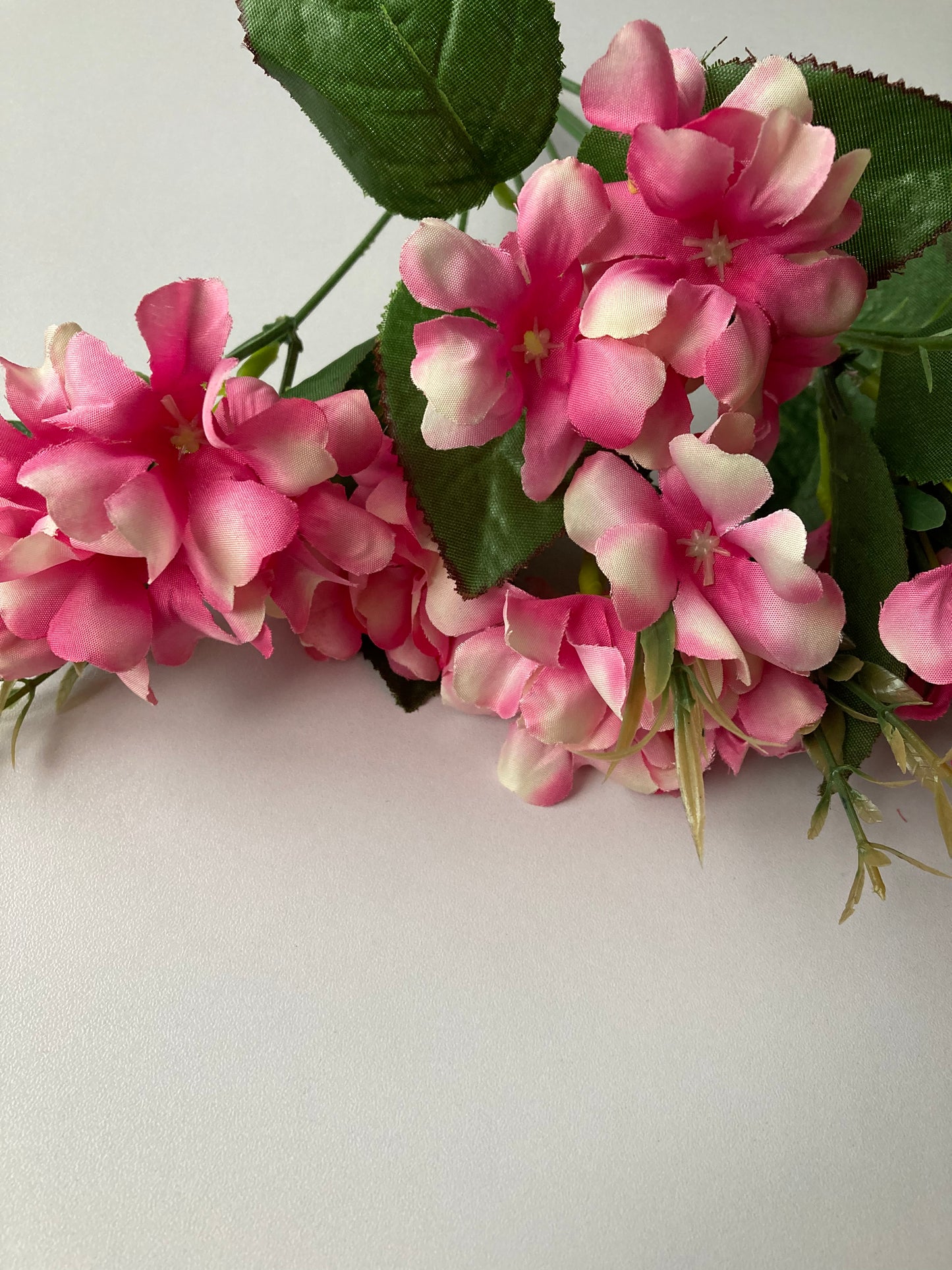 Pink Hyacinth Bush