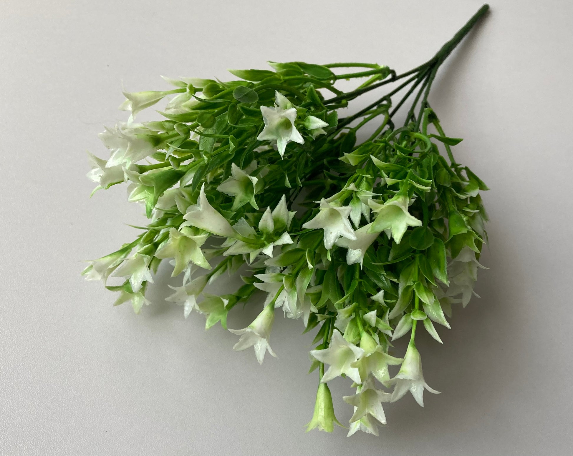 white wild lily flower White Wild Lily Flower Foliage