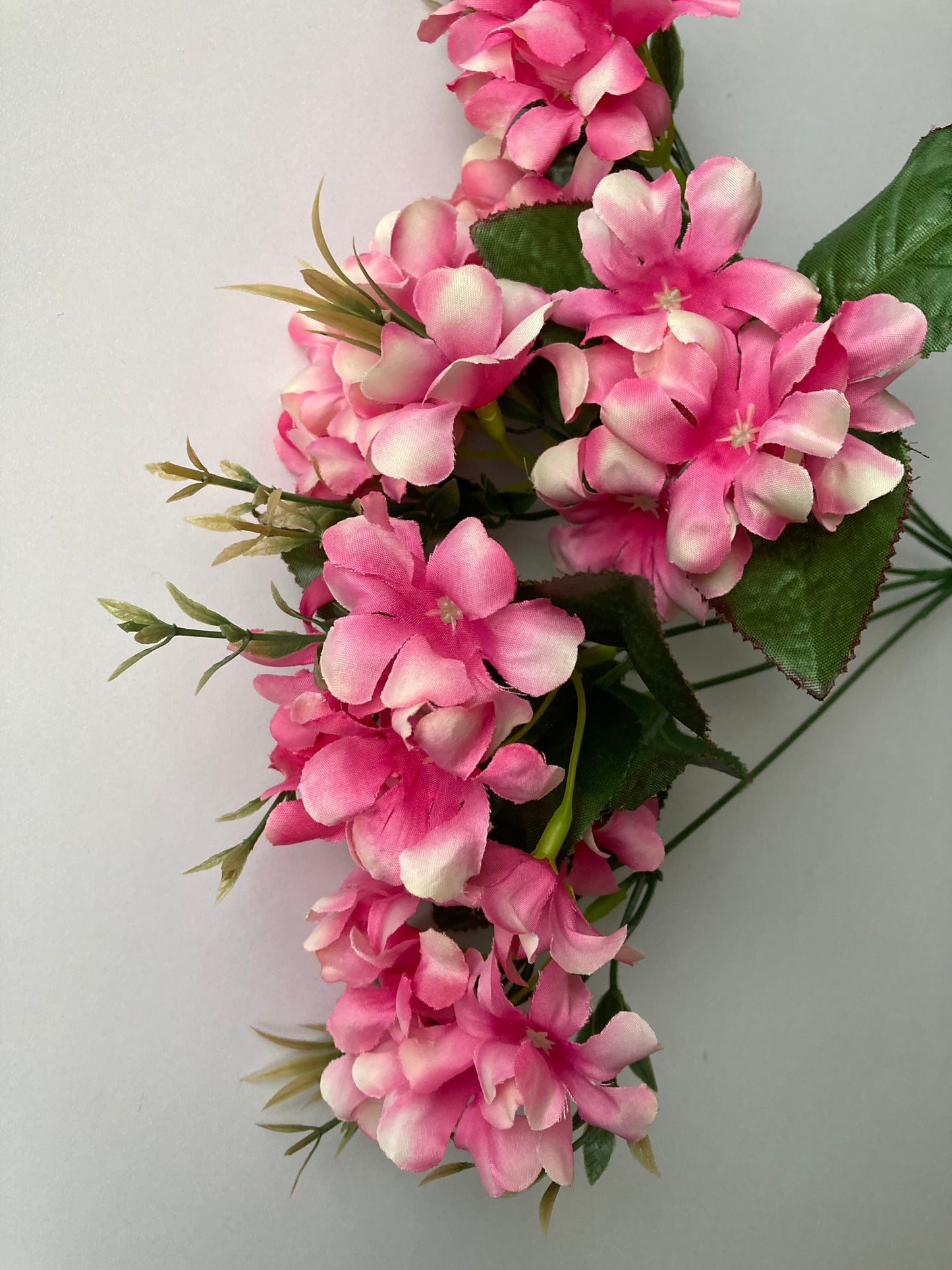 Pink Hyacinth Bush