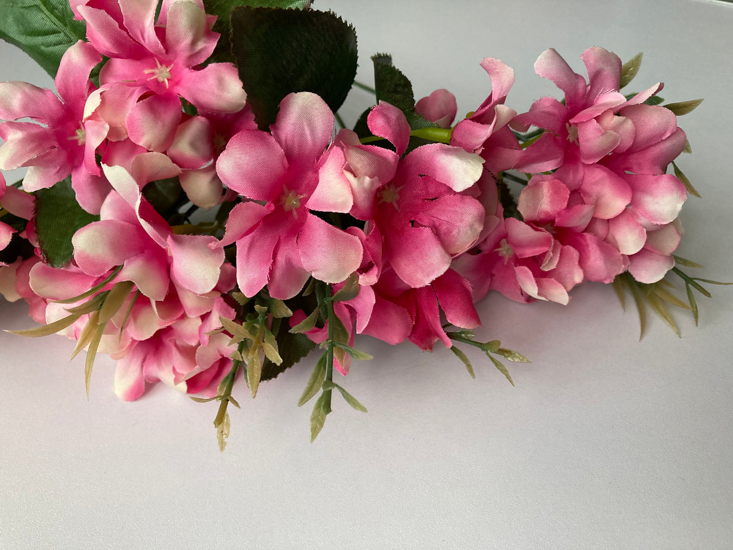 Pink Hyacinth Bush