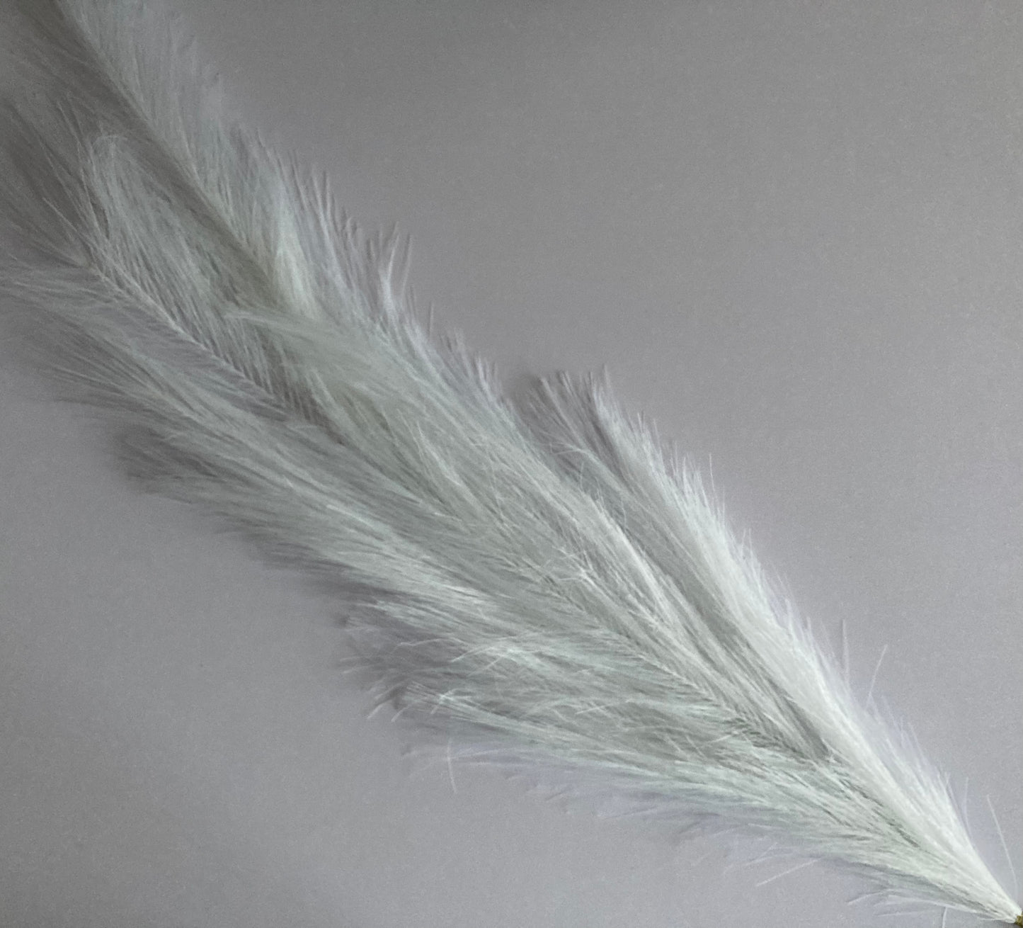 White Long Pampas