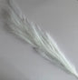 White Long Pampas