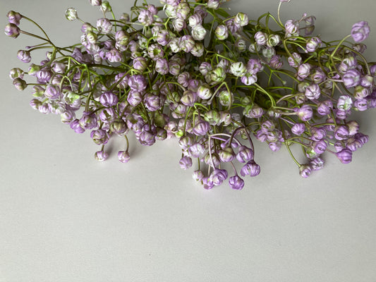 6 Purple Baby's Breath Bunch