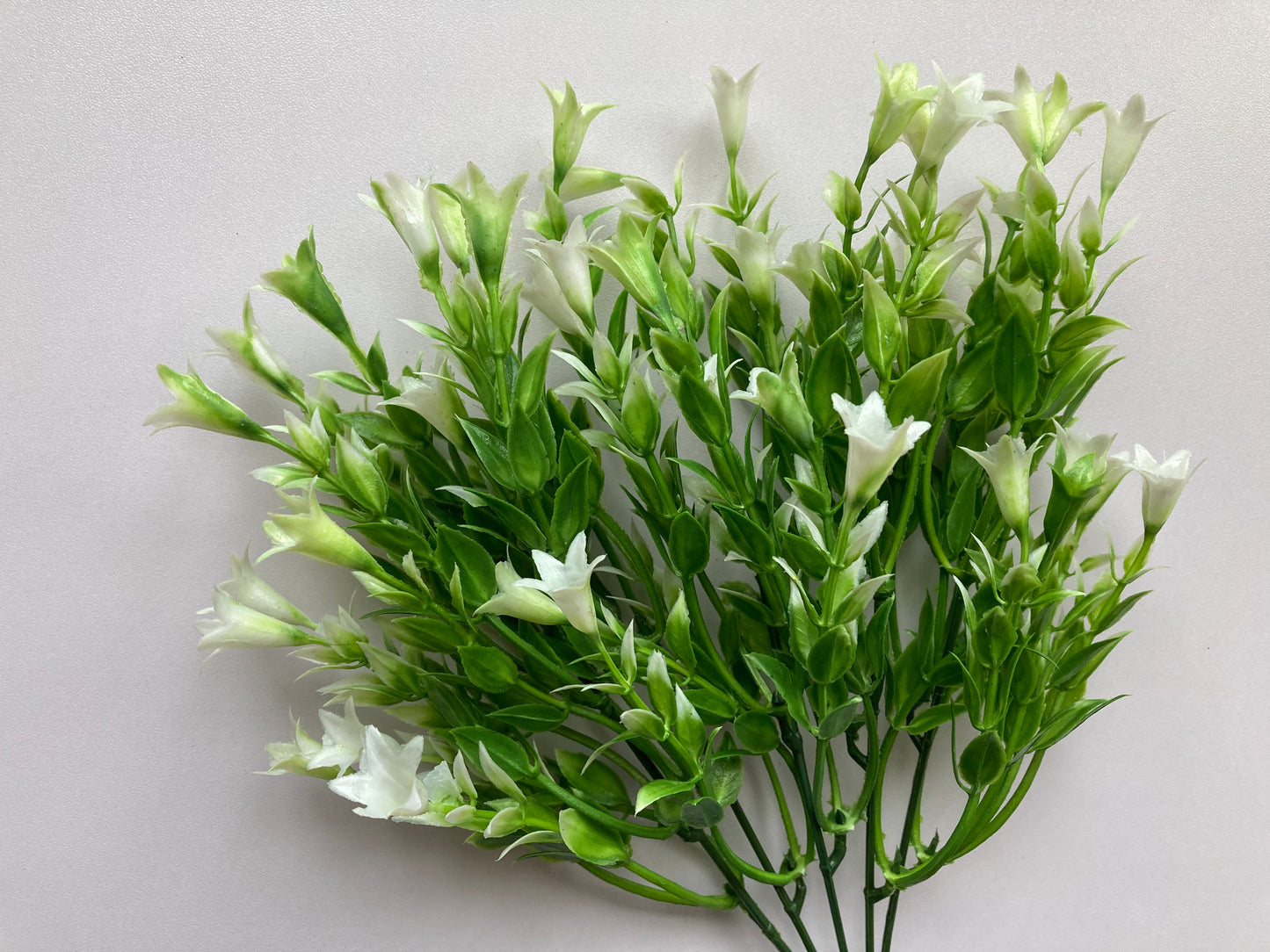 White Wild Lily Flower Foliage