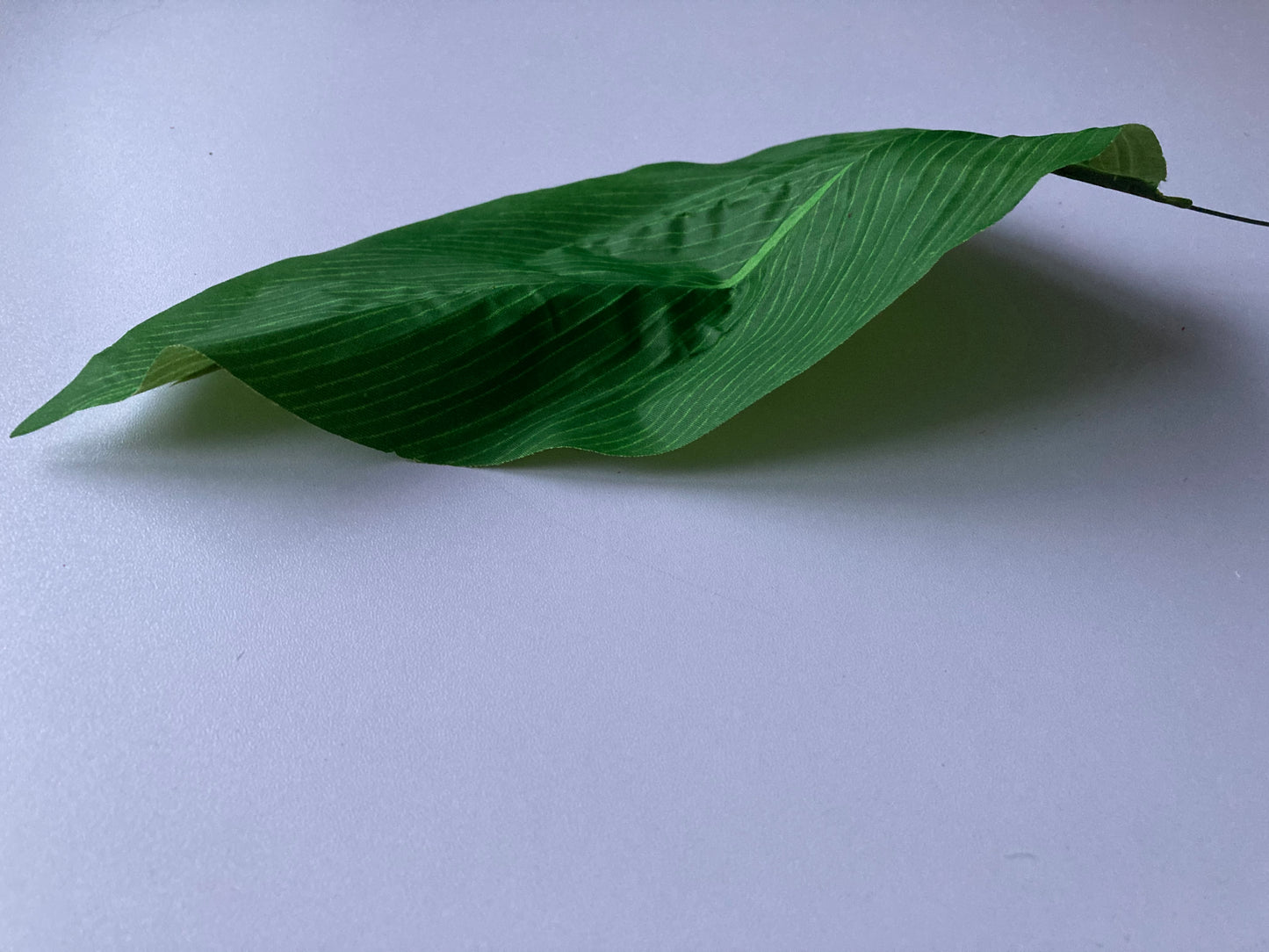 19 Aspidistra Leaves