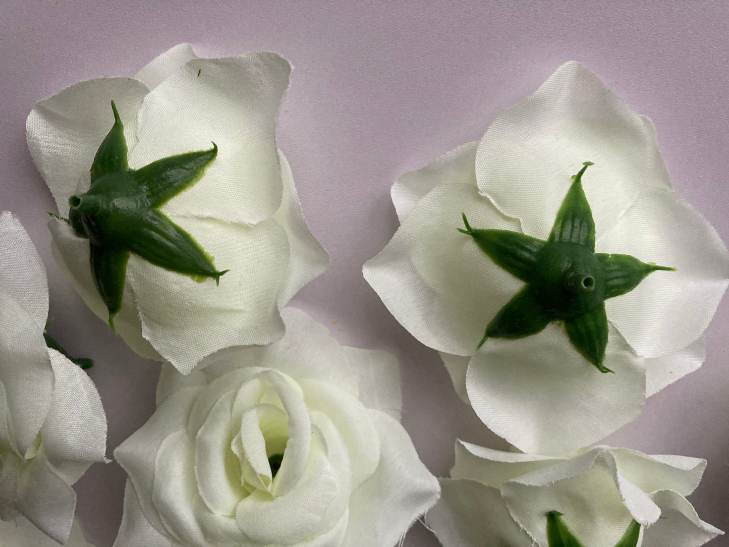 12 Ivory Rose Heads