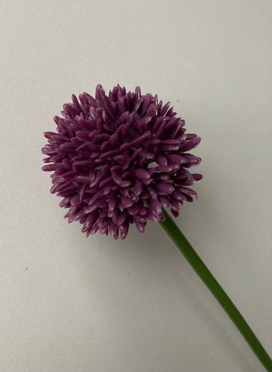 Purple Allium Stem