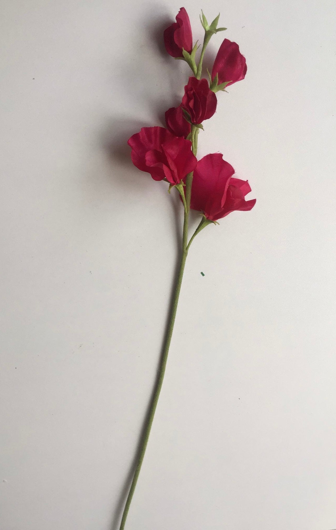 Pink Sweet Pea Stem
