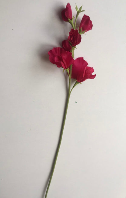 Pink Sweet Pea Stem