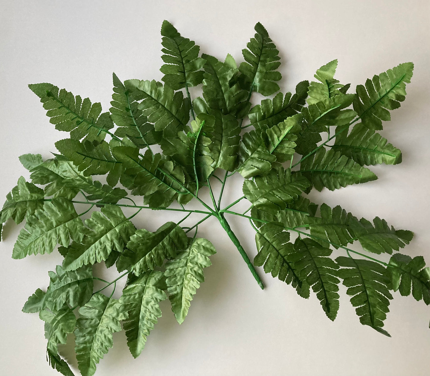 Leather Fern Bush