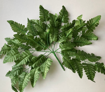 Leather Fern Bush
