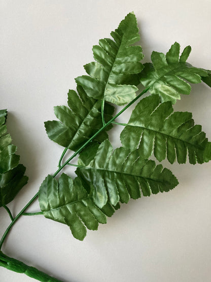 Leather Fern Bush