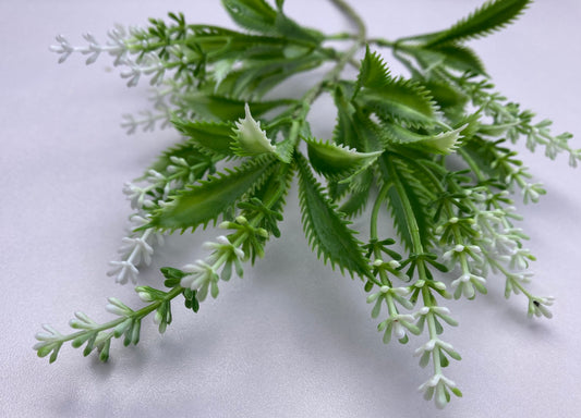 White Tipped Razor Astilbe